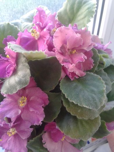 Violeta de la soacra mea - VIOLETE