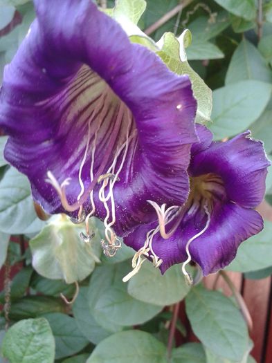 20151004_125007 - FLORI DIN GRADINA MAMEI MELE II 2015