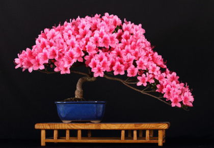 azalea-bonsai-01 - azalee