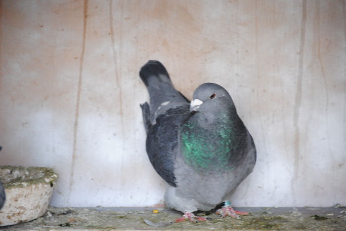 DSC_0893 F VANDUTA; Femela VANDUTA
