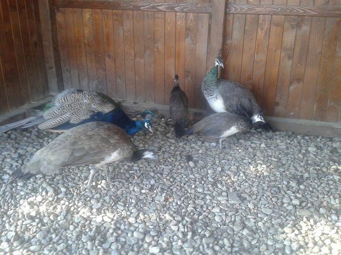 12067865_754184871381120_2023083125_n - Pauni