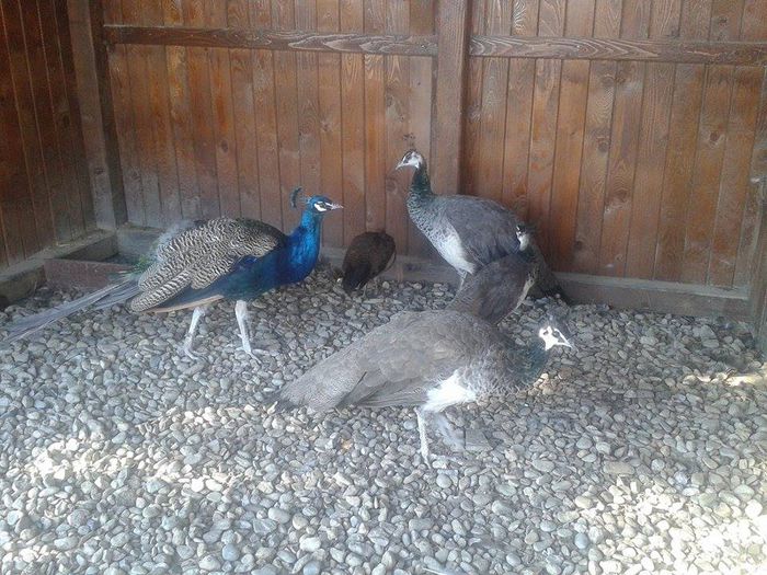 12084027_754184824714458_1555809680_n - Pauni