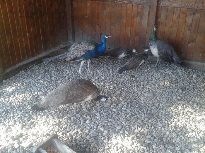 12092144_754184894714451_1624724247_n