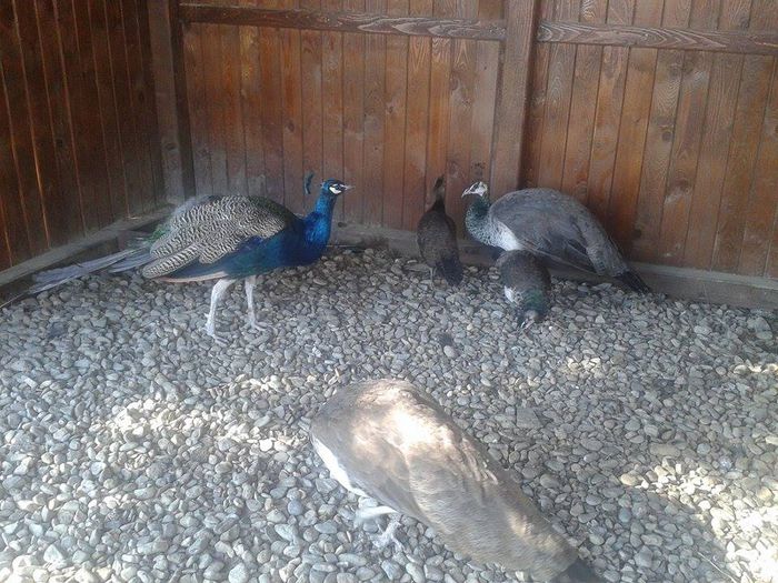 12067216_754184884714452_1367795488_n - Pauni