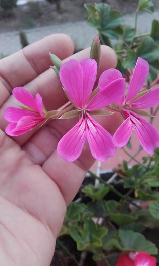 20151004_175825 - Muscate