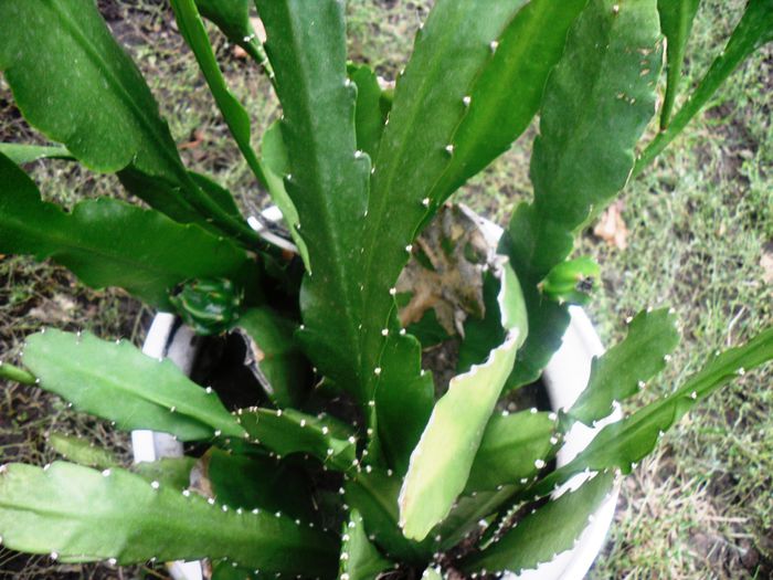 04 oct. 2015 - Cactusi Suculente