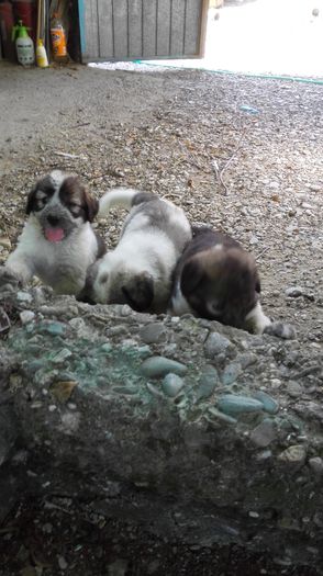 IMG_20150805_133307 - Pui Ciobanesc Romanesc Mioritic 2015