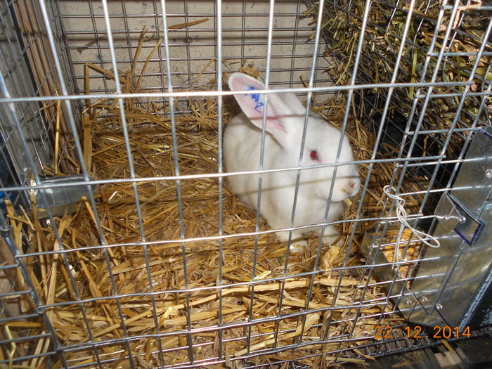 31 - 01 Microferma iepuri 2014