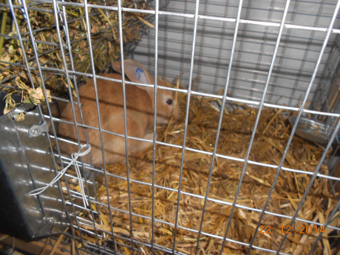 32 - 01 Microferma iepuri 2014