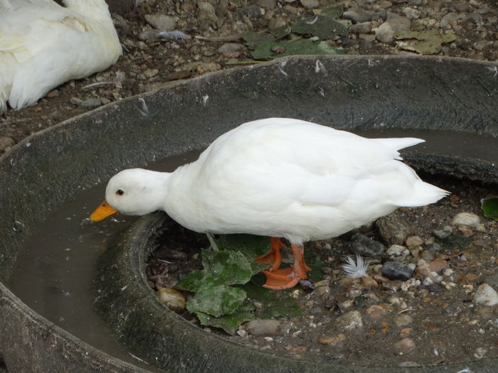 DSC07707 - Rate pitice