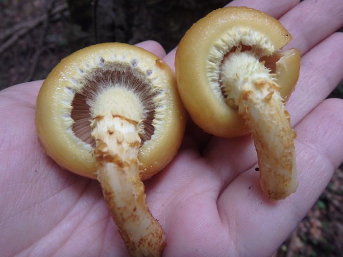 PA040212 - Pholiota aurivella