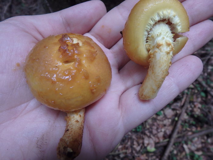 PA040216 - Pholiota aurivella