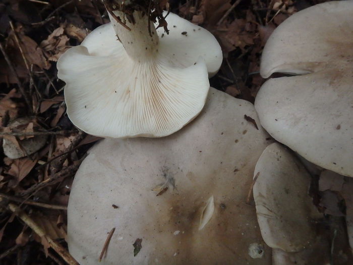 PA040133 - Clitocybe nebularis - Cenusareasa