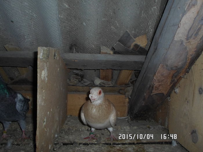 2015-ös diszpostagalambak 579