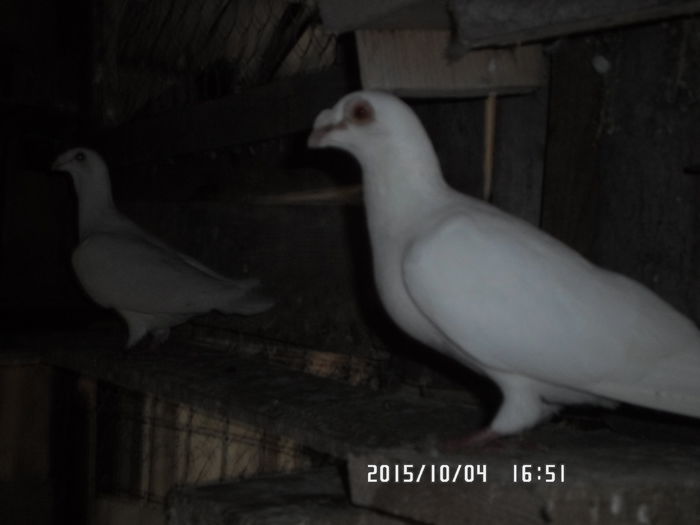 2015-ös diszpostagalambak 591