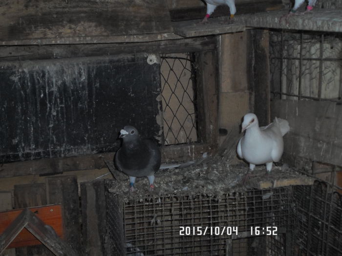 2015-ös diszpostagalambak 593