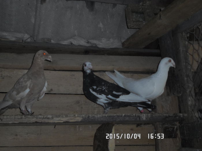 2015-ös diszpostagalambak 596