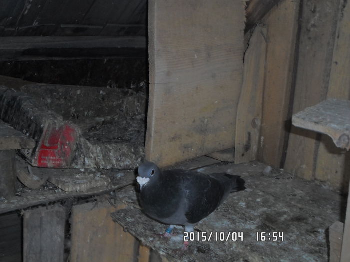 2015-ös diszpostagalambak 602 - diszpostagalambak