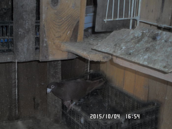 2015-ös diszpostagalambak 605 - diszpostagalambak