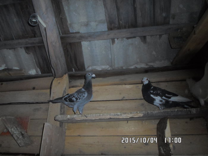 2015-ös diszpostagalambak 621 - diszpostagalambak