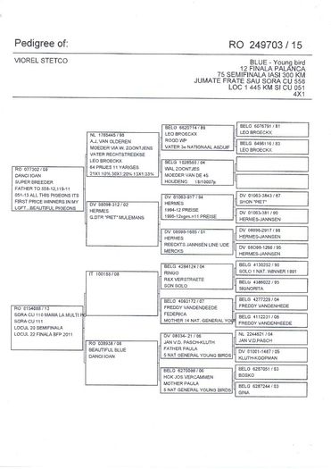 VIOREL STETCO  RO-15-249703 edigree - Loc 12 Honest M