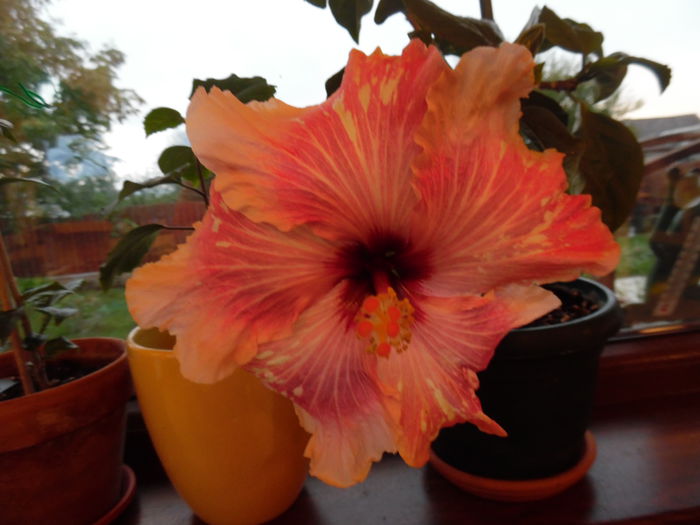 023 - Hibiscus 2015