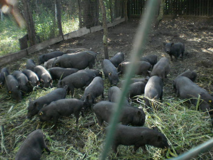 PB041213  =TINERET =3 LUNI;; TINERET PT VANZARE OCTOMBRIE 2015-PRETURI MICI ;
DISCUTABILE LA CUMPARAREA MAI MULTOR EXEMPLARE ;
