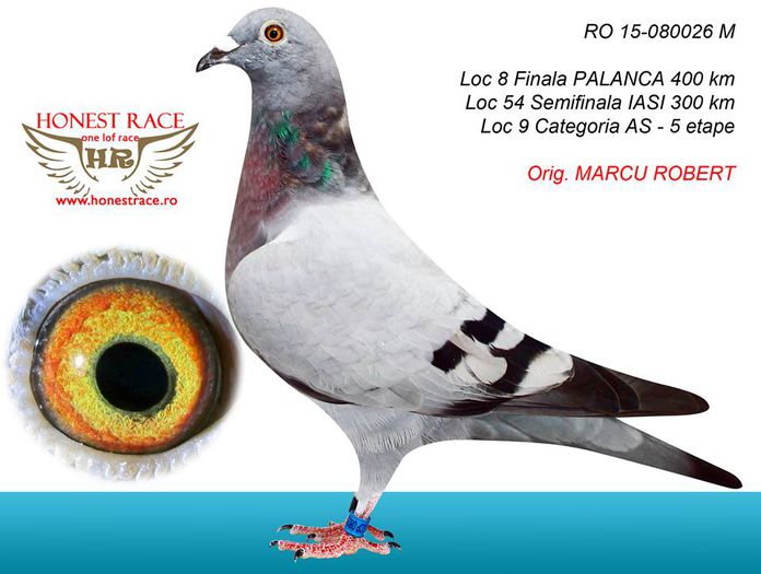 MARCU ROBERT  RO-15-080026