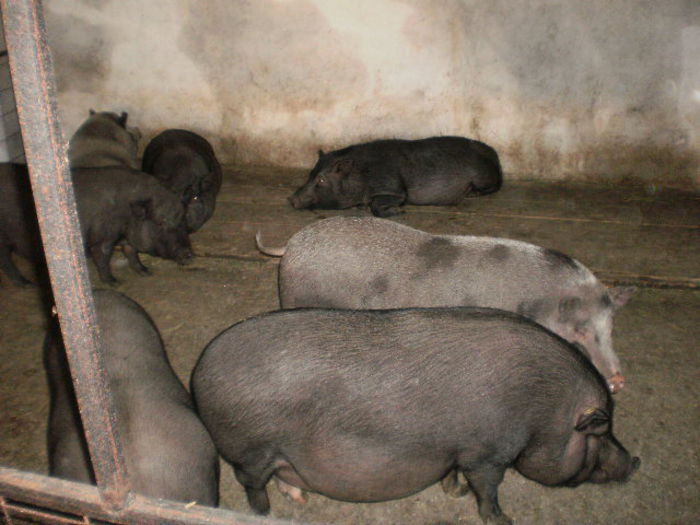 =FEMELE 7--8- LUNI GESTANTE       PB041216; ACESTEA SUNT DE VANZARE ;RELATII =TF-0766204593=
0746228356;
