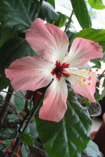  - A0-Hibiscus 2015-2