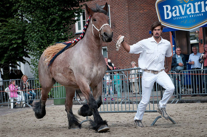 Ardenezul la galop-mm7 - CAI DE RASA SI CATEVA OI POZE DEOSEBITE