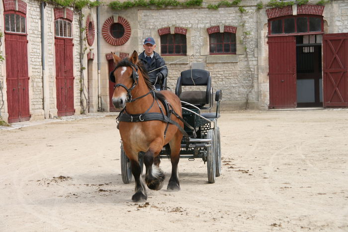 La trasurica in galop