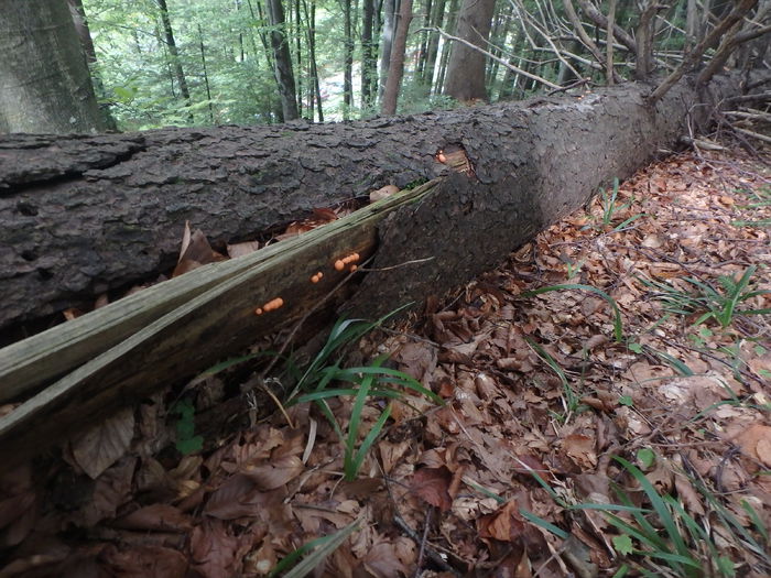 PA040167 - Lycogala epidendron - Myxomycetes