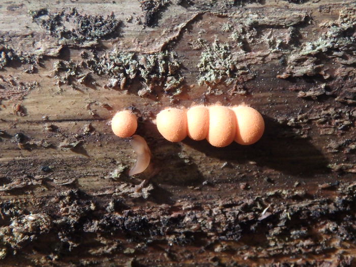 PA040179 - Lycogala epidendron - Myxomycetes