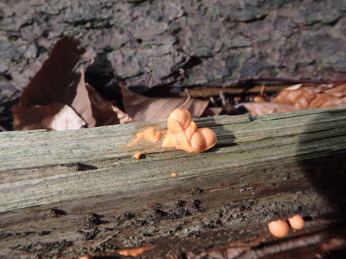 PA040180 - Lycogala epidendron - Myxomycetes