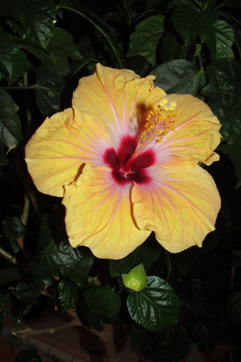 Yellow Holiday - A0-Hibiscus 2015-3