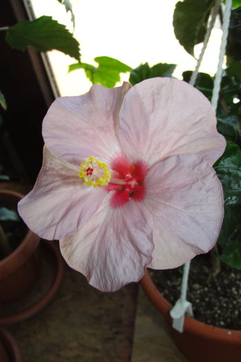  - A0-Hibiscus 2015-3