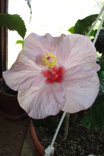  - A0-Hibiscus 2015-3
