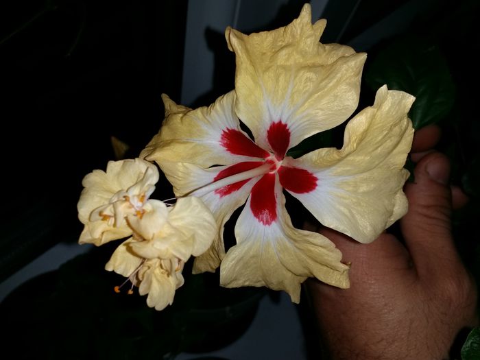 20151005_000421 - Plante in ghiveci 2