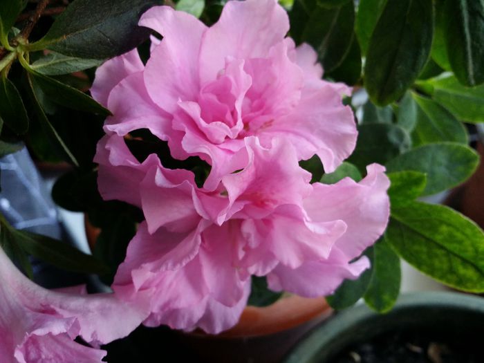 20151002_132522 - Plante in ghiveci 2