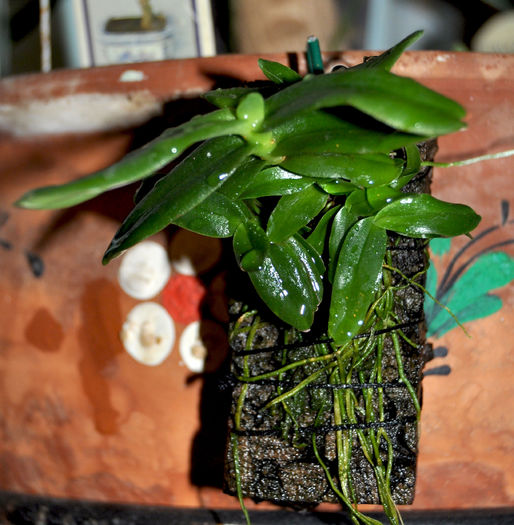 DSC_0892_ - Angraecum equitans