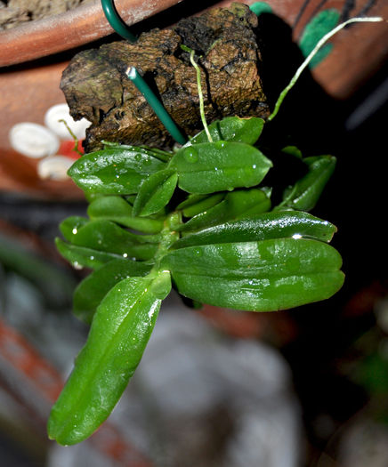 DSC_0894_ - Angraecum equitans