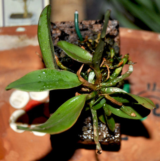 DSC_0895 Cattleya  aclandiae - Cattleya aclandiae