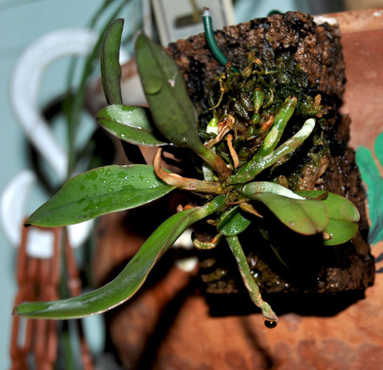 DSC_0897_ - Cattleya aclandiae