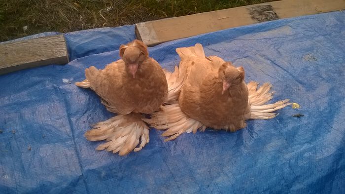 WP_20151004_002 - Pui 2015