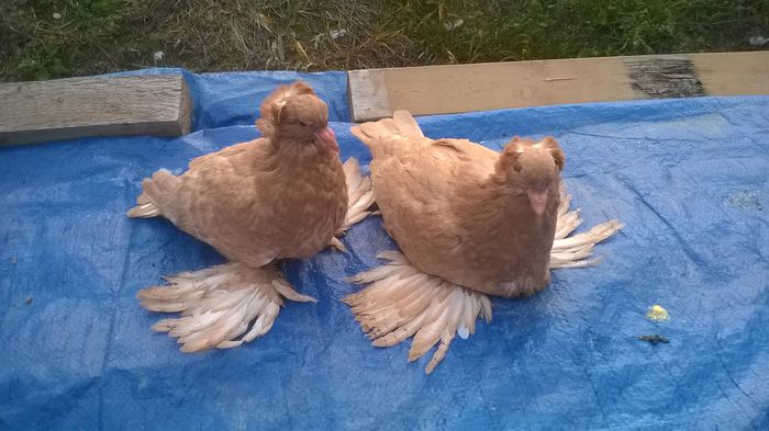 WP_20151004_003 - Pui 2015