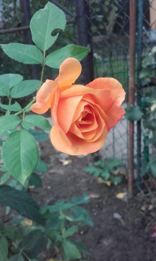 20151004_171728
