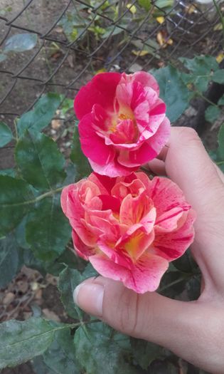 20151004_171830
