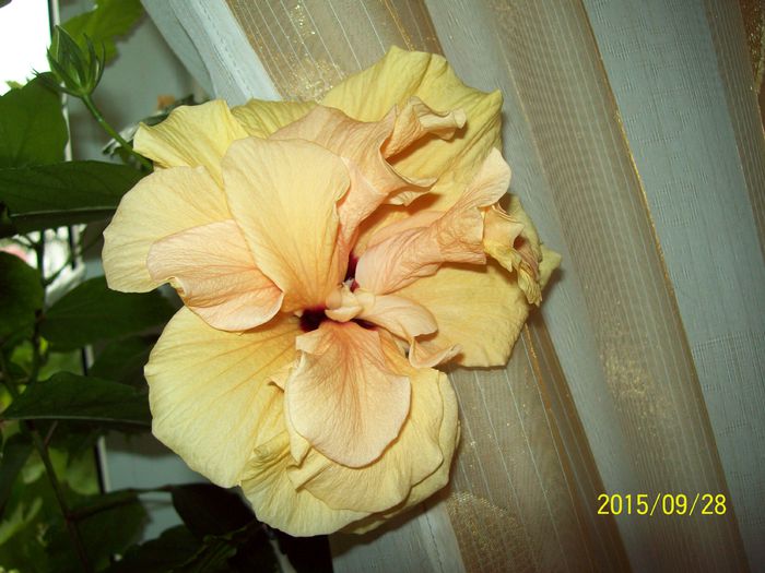 103_5298 - Hibiscusi 2015