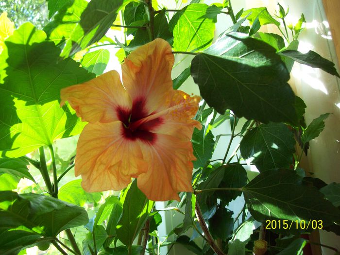 103_5301 - Hibiscusi 2015